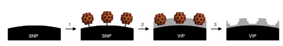 Virüslere karşı ‘VIP’ nanoparçacık yöntemi  - 1