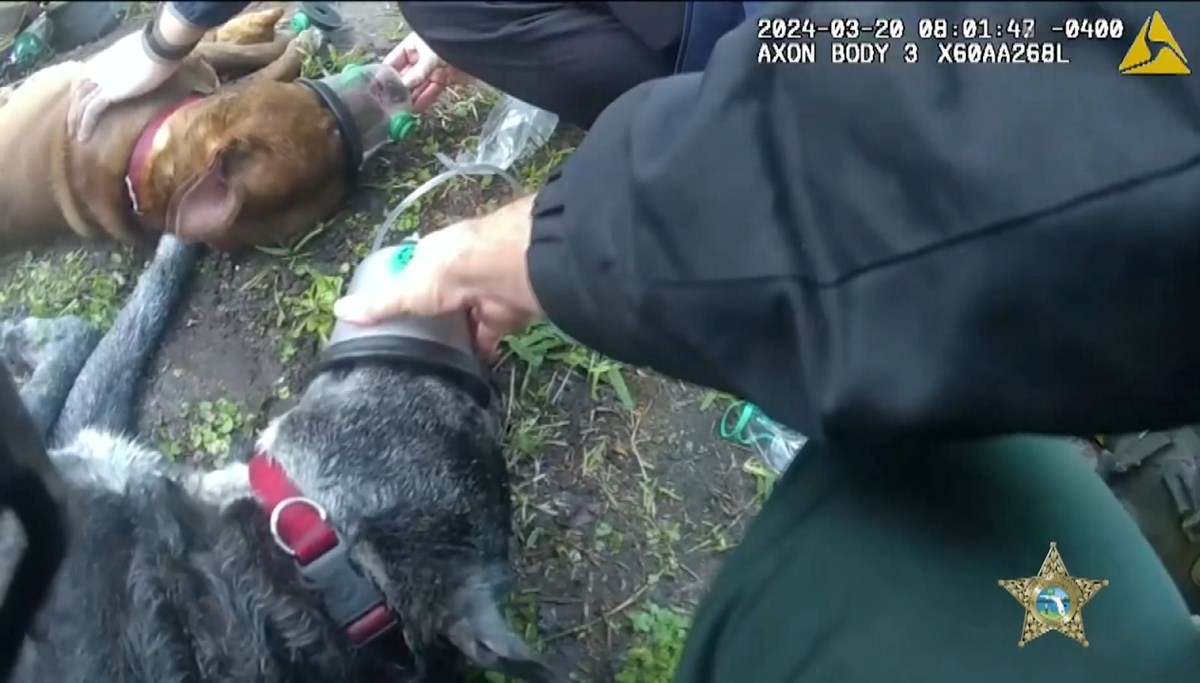 Yanan evden kurtarılan iki köpek, ilk yardımla hayata döndü