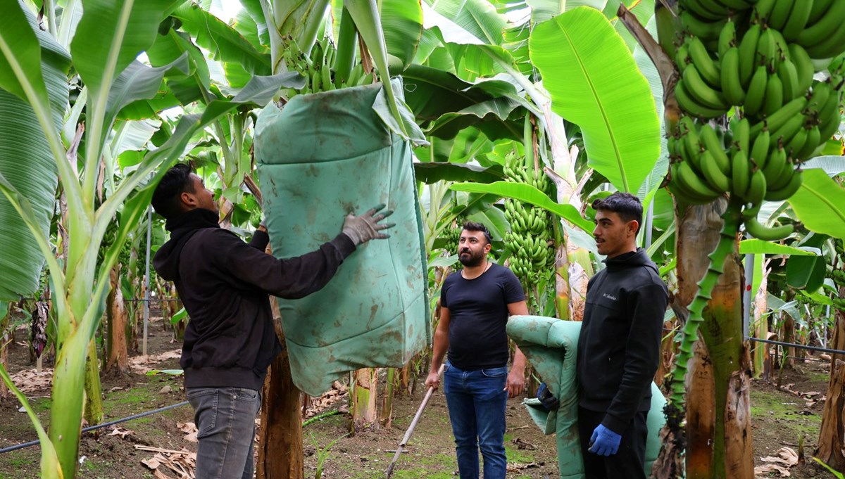 Kan şekeri seviyelerini dengeleyip yaşlanmanın önüne geçiyor! Adana'da hasadı başladı: Kilosu 27 liradan alıcı buluyor