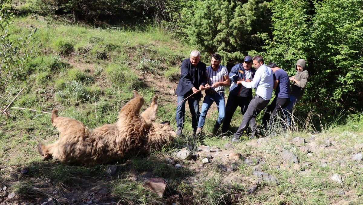Erzurum'da ayı saldırısı: 1 ölü