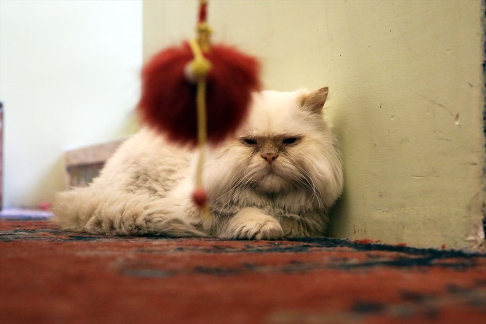 Onlarca kediye ev sahipliği yapan sıra dışı 'Kedi Müzesi' - 32