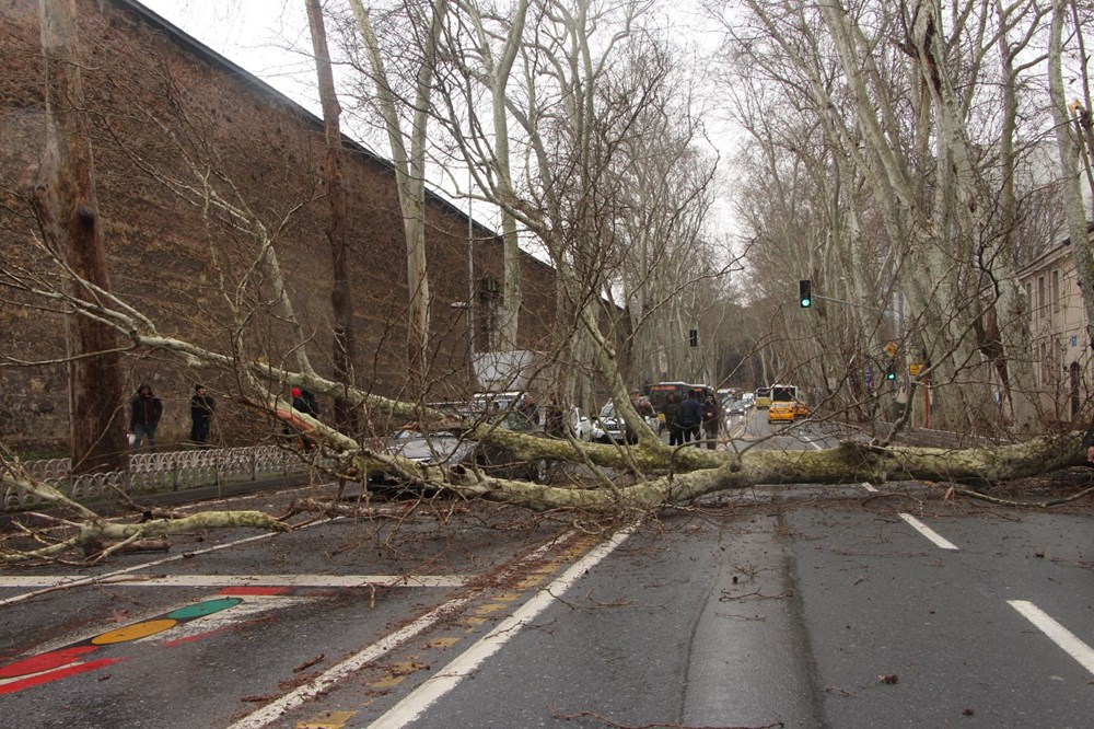 Beşiktaş'ta fırtına nedeniyle asırlık çınar ağacı devrildi - 3