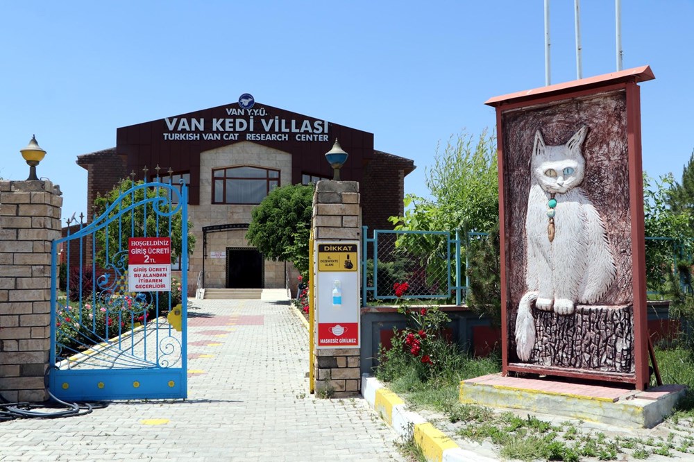 Kedi villası yeni kurallarla ziyarete açıldı Magazin Haberleri NTV