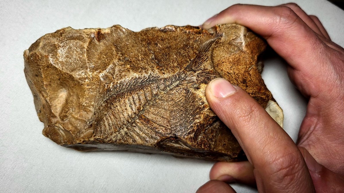 Milyonlarca yıl öncesine ait balık fosili bulundu