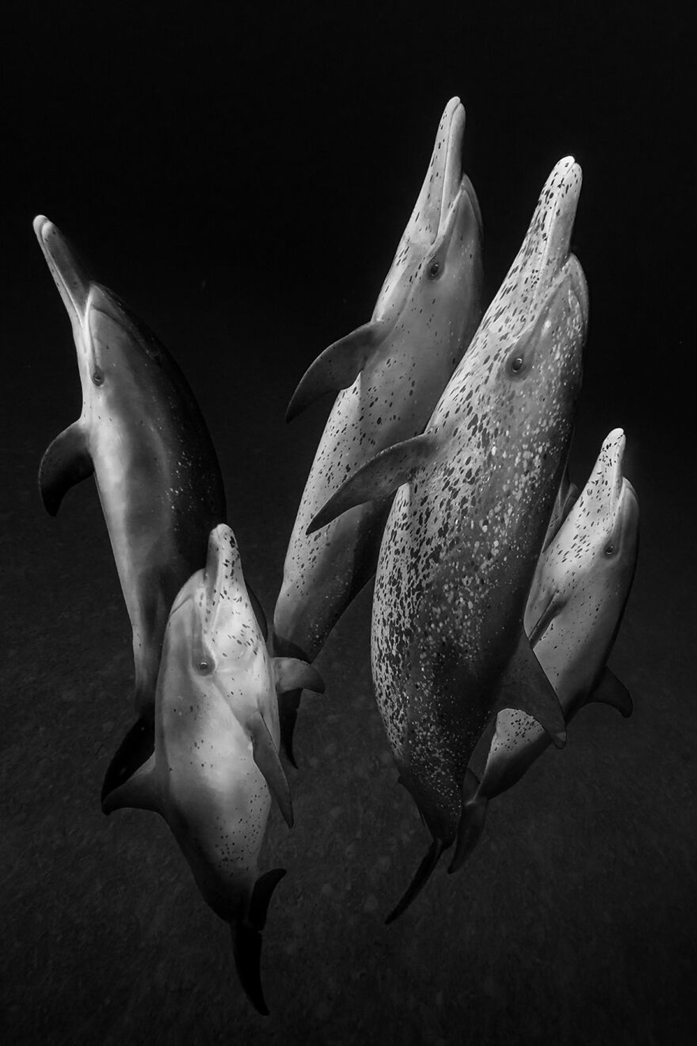 Okyanus Fotoğrafları Yarışması'nın finalistleri belli oldu - 28