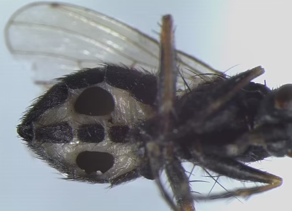 Zombi mantar salgını uyarısı: İnsanların beynini ele geçirip davranışlarını kontrol edebilir - 3