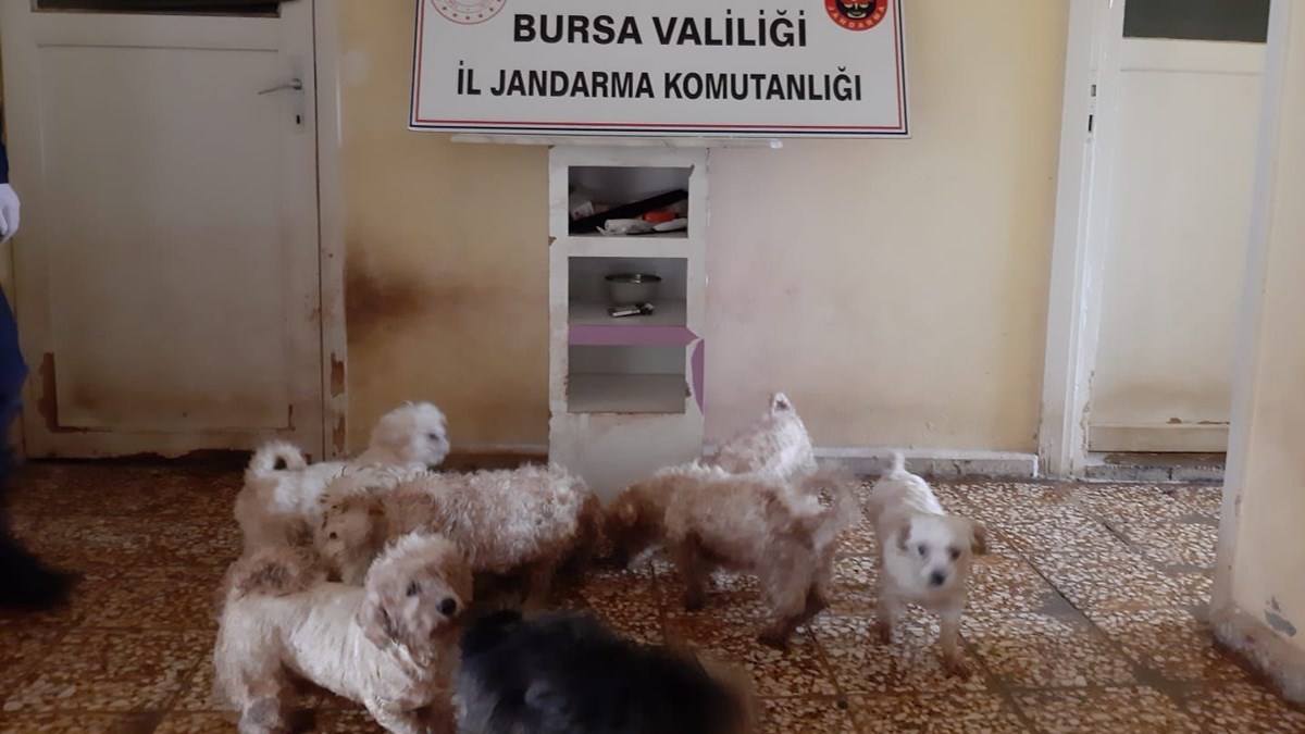 Bursa Da Maltese Terrier Cinsi 23 Kopek Ele Gecirildi Piyasa Degeri 150 Bin Lira Son Dakika Turkiye Haberleri Ntv Haber Bursa Da Maltese Terrier Cinsi 23 Kopek Ele Gecirildi Piyasa Degeri 150 Bin Lira Son Dakika Turkiye Haberleri Ntv Haber