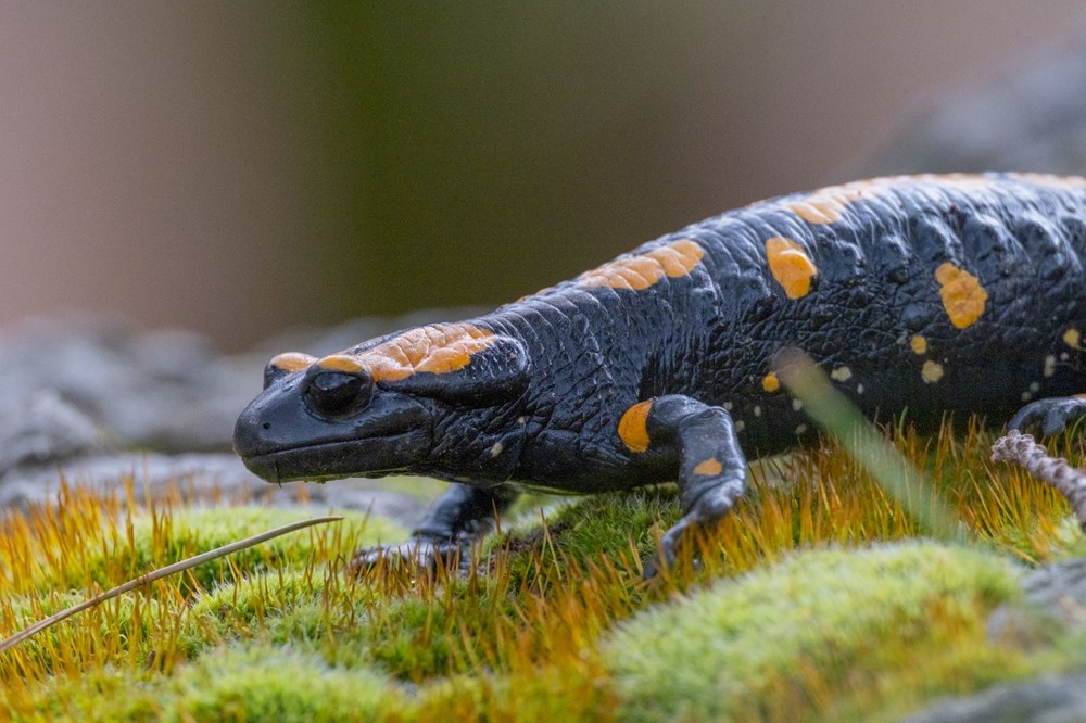 Nesli tehdit alt�ndaki "lekeli semender" Adana'da g�r�nt�lendi