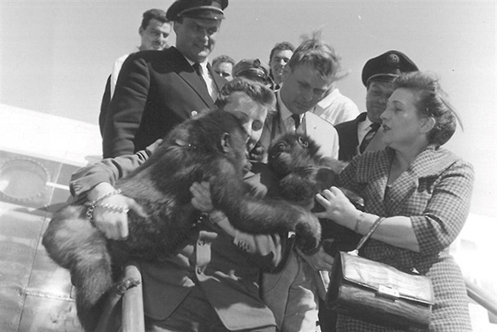 Dünyanın en yaşlı gorili: Fatou, 68'inci yaşını kutladı - 3