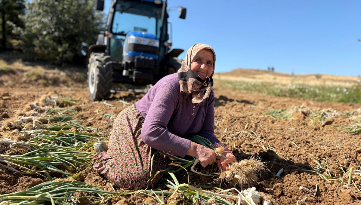İçerdiği selenyum oranıyla dünyada ün kazandı: Günlük bin 200 liraya tarladan topluyorlar