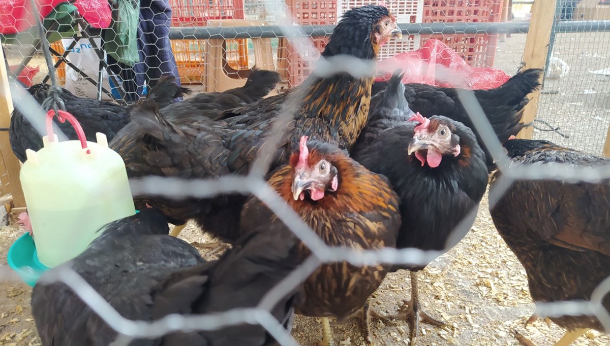 Canlı tavuk satışları patladı: Yüzde 50 daha ucuz