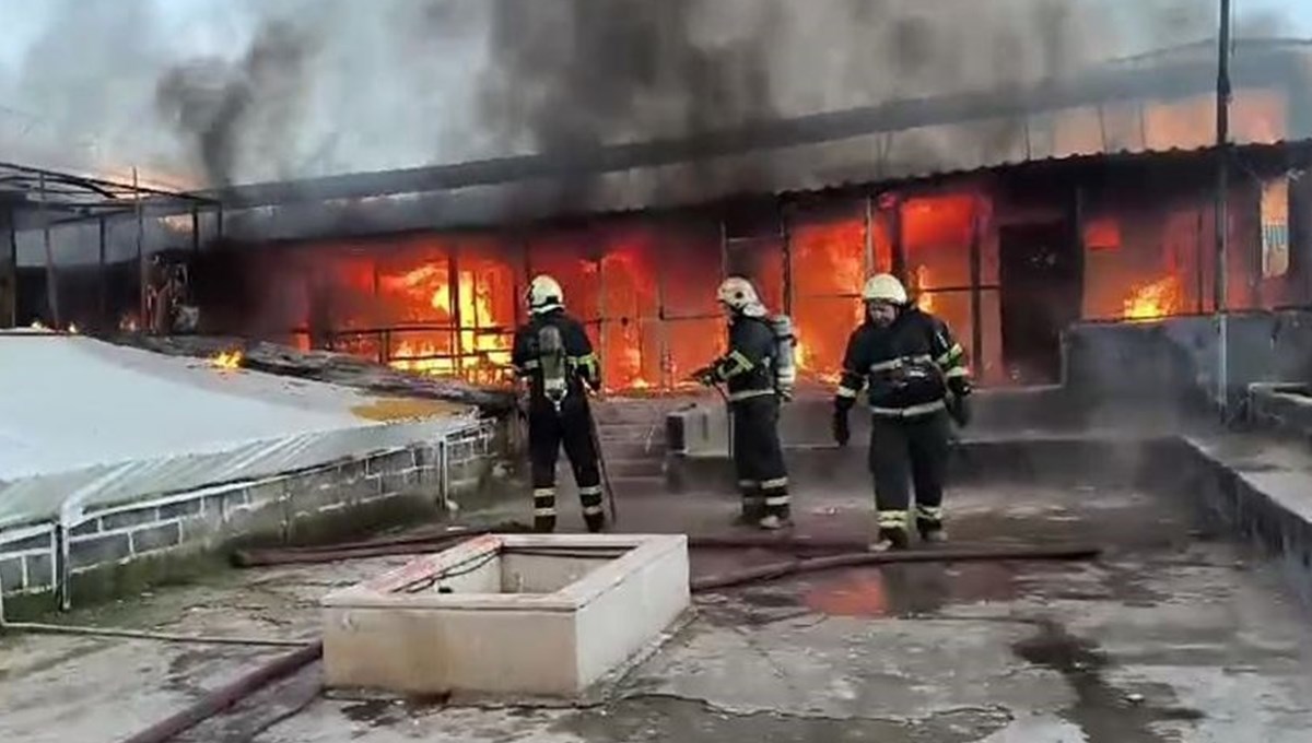 Diyarbakır'daki güvercin otelinde yangın: Çok sayıda kuş telef oldu