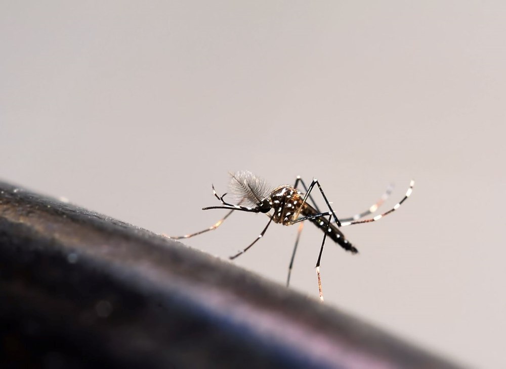 Araştırma: Sivrisinekleri hangi renkler çekiyor? - 5