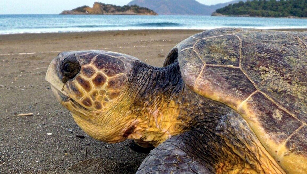 İztuzu’nda rekor yılı | Caretta carettaların yuva sayısı 700’e ulaştı