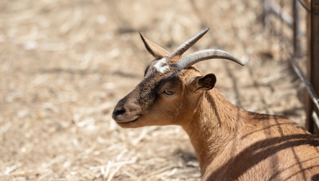 Keçiler ve köpekler depremi önceden tahmin edebilir mi? Bilim insanları yeni çalışmayı duyurdu