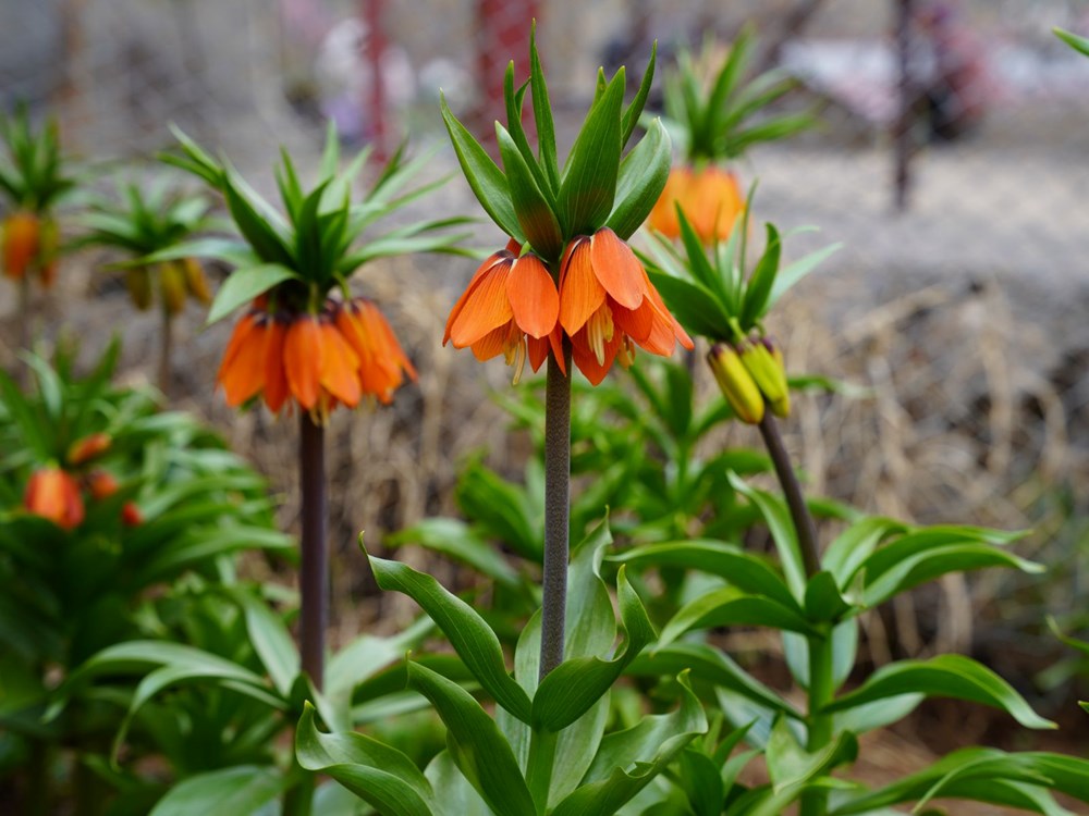 20 Günde Ölüm: Orkide Sökmenin Bedeli 244 Bin Lira 74 k7PhKbQO70