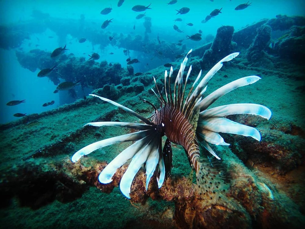 Kızıldeniz'den, Akdeniz'e göçen balık türü 65'e çıktı - 7