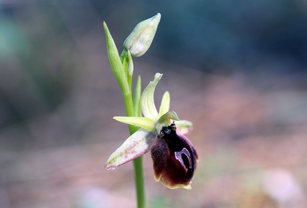 Antalya'nın Gizli Hazinesi: Bir Çiçeği Koparmanın Bedeli Bir Milyon TL! 72 k8Vcd3sewU FfzZIr4vk4A
