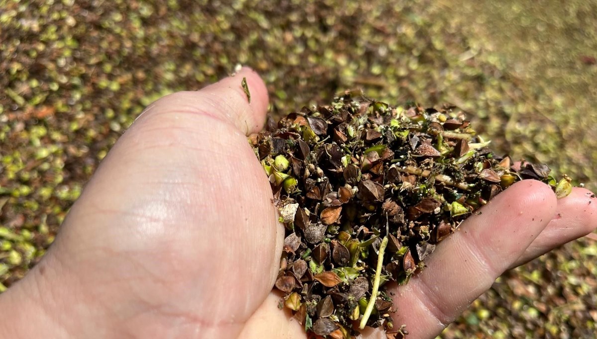 Çölyak hastalarının besin kaynağı! Japonlar çay olarak tüketiyor, kan şekerini dengeliyor Çölyak hastalarının besin kaynağı! Japonlar çay olarak tüketiyor, kan şekerini dengeliyor
