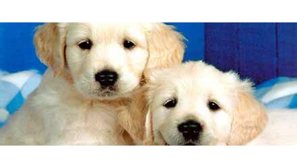 Köpekler kanserin kokusunu alıyor