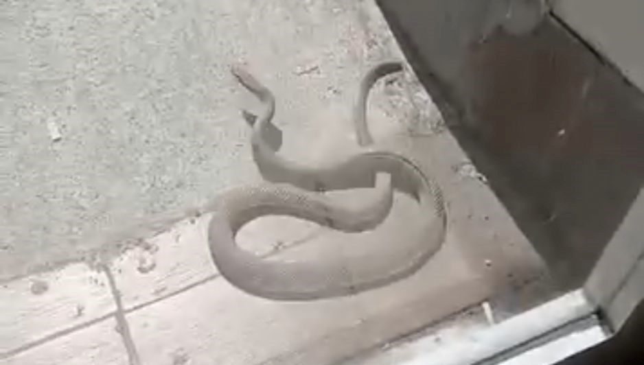 Kağıthane'de yılan paniği