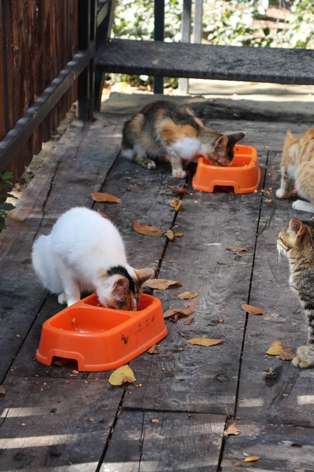 Kediler Mozart�ın Türk Marşı ile yemek yiyor (Kedi Kasabası) Magazin