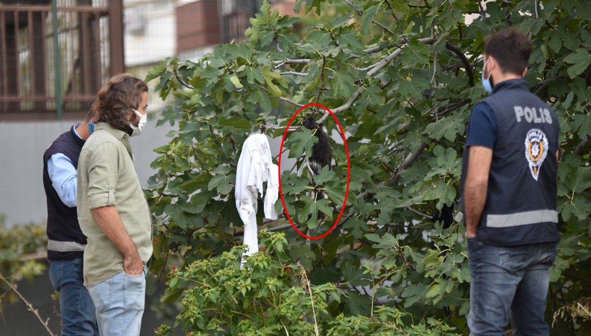 Antalya'da, ağaçta 4 kedi ölüsü bulundu