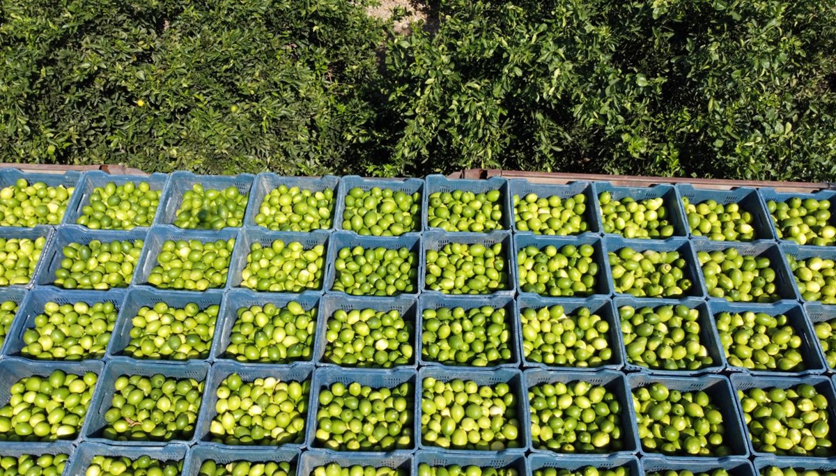 Geçen yıl 1 TL'ydi bu yıl bahçede 20 TL: Rekolte düşük olunca para etti