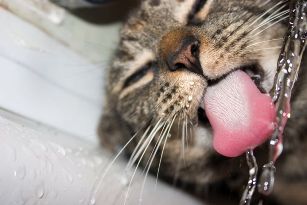 Сушняк 1. Кот сушняк. Сушняк картинки. Кошка пьет воду. Кот пьет воду сушняк.