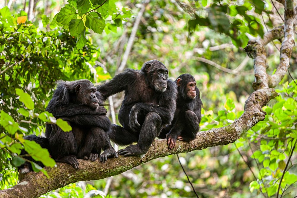 Brezilya'da maymun çiçeği vakaları nedeniyle maymunlara saldırılar artıyor - 8