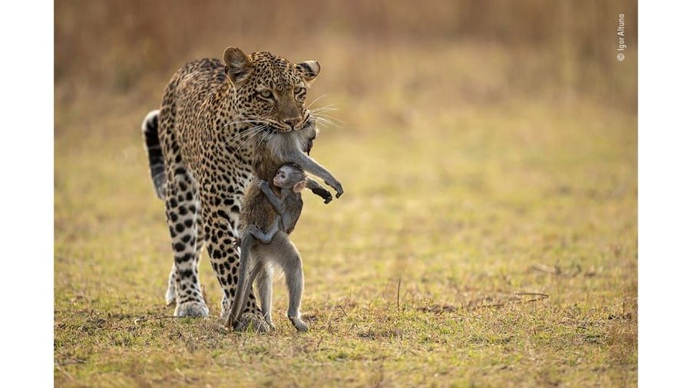 Yılın Vahşi Yaşam Fotoğrafı finalistleri belli oldu (Wildlife Photographer of the Year) - 12