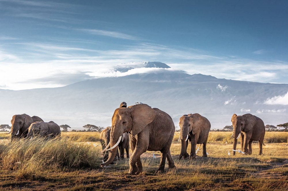 Afrika'nın en büyük doğal alanlarından Amboseli Milli Parkı'nda nesli tükenme tehlikesinde olan fillere isim verilecek - 1