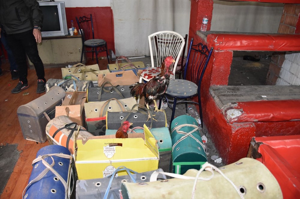 Horoz dövüşü düzenlenen derneğe baskın: 69 kişiye 431 bin TL ceza - 7