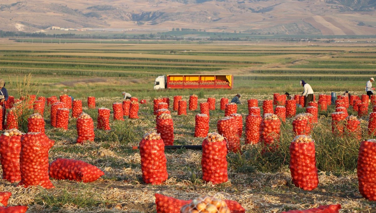 Soğan 1 ayda 10 TL düştü Soğan 1 ayda 10 TL düştü