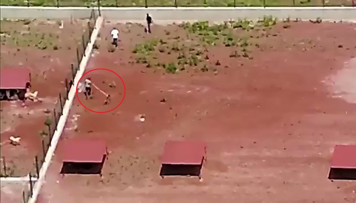Kars Belediyesi'ndeki hayvana şiddete soruşturma