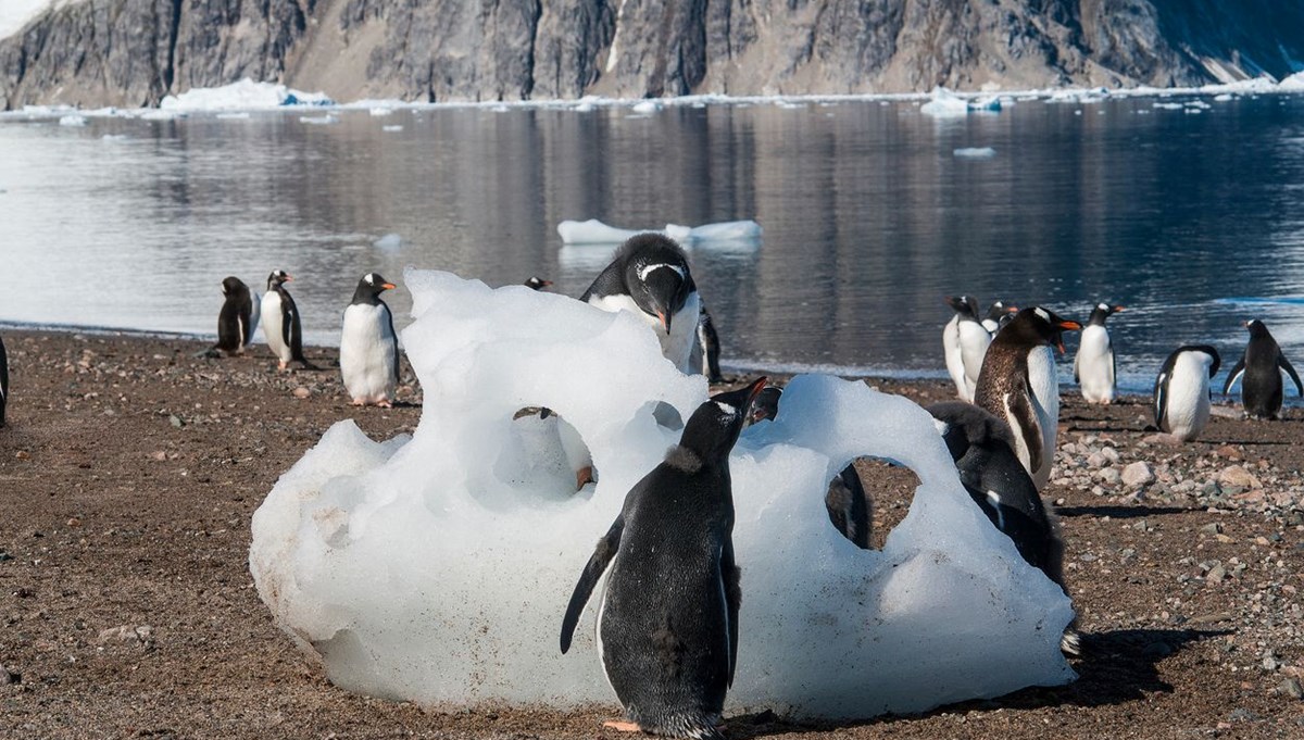 Dünya için tehlike çanları: Antarktika'da deniz buzu tarihin en düşük seviyesinde