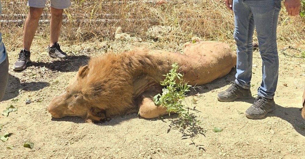 Manavgat'ta firari aslanla boğuşan adam anlattı: Bir anda üstüme çöktü - 6