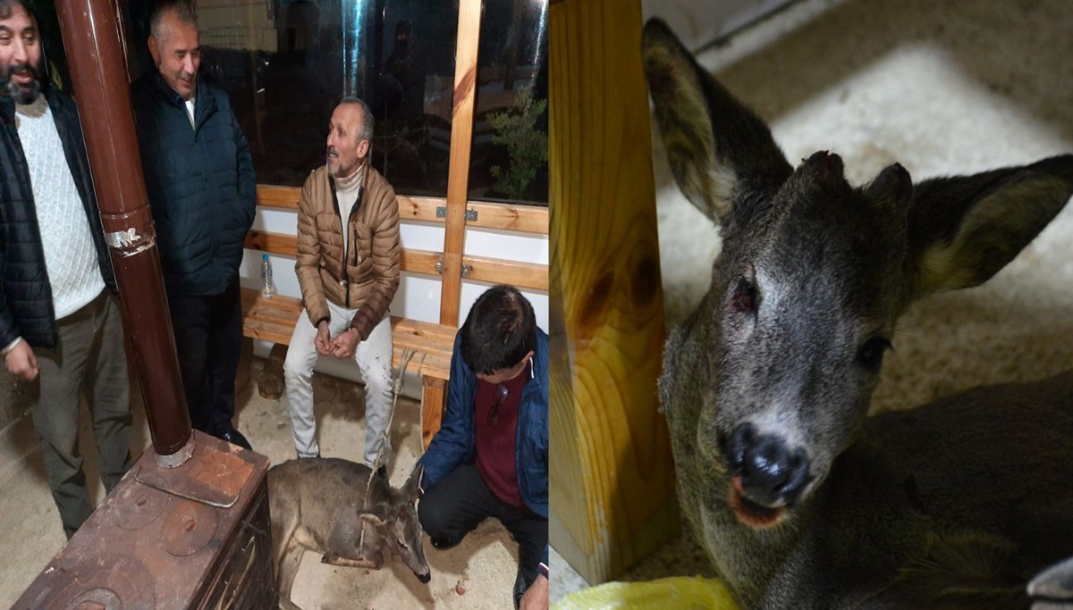 Sürücünün çarpıp gittiği karacaya köylüler sahip çıktı