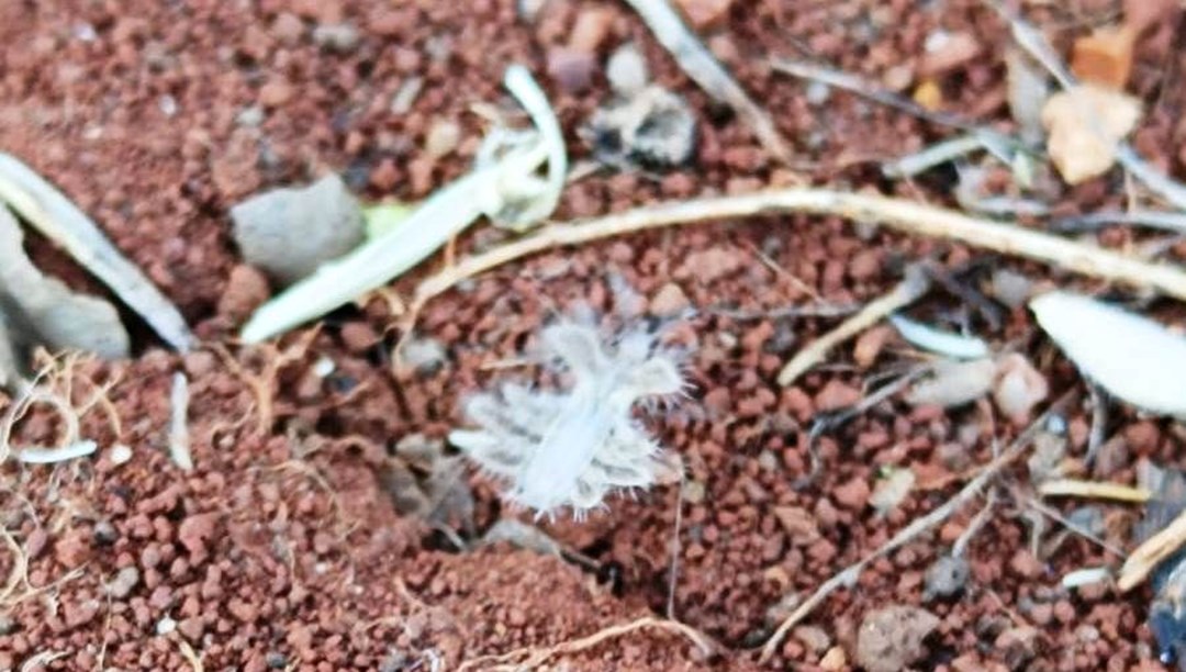 Adıyaman'da "altın yumurta böceği" görüntülendi! Örümceğe benziyor