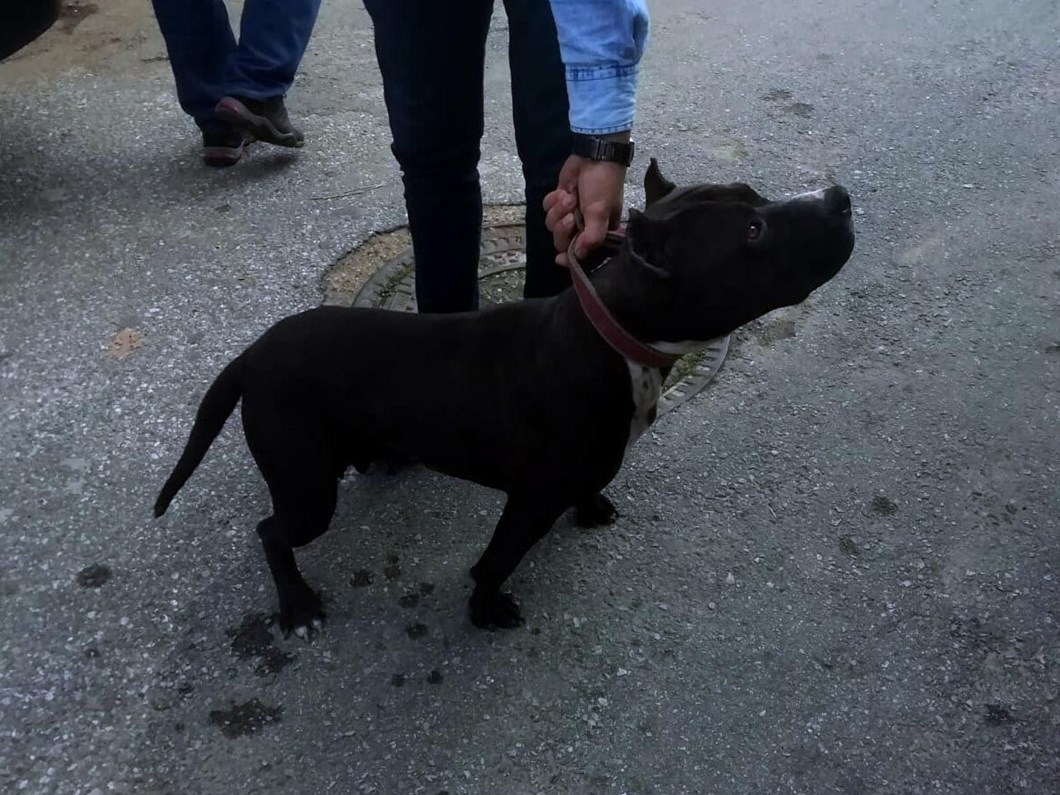 pitbull gezdirdi 10 bin lira ceza yedi