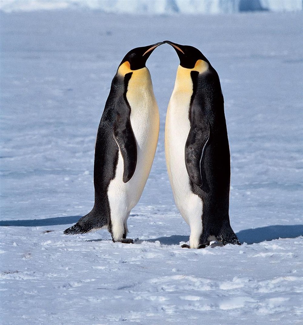 Два пингвина. Два пингвина. Пара пингвинов. Пингвин обнимает. Пингвины в антарктиде.