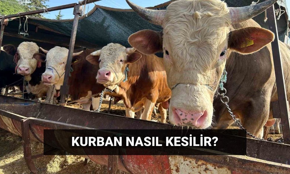 Kurban nasıl kesilir? Kurban keserken dikkat edilmesi gerekenler neler? - 1