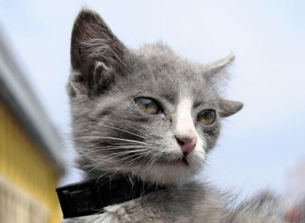 Кошки с 4 ушами порода. Котенок с двумя парами ушей