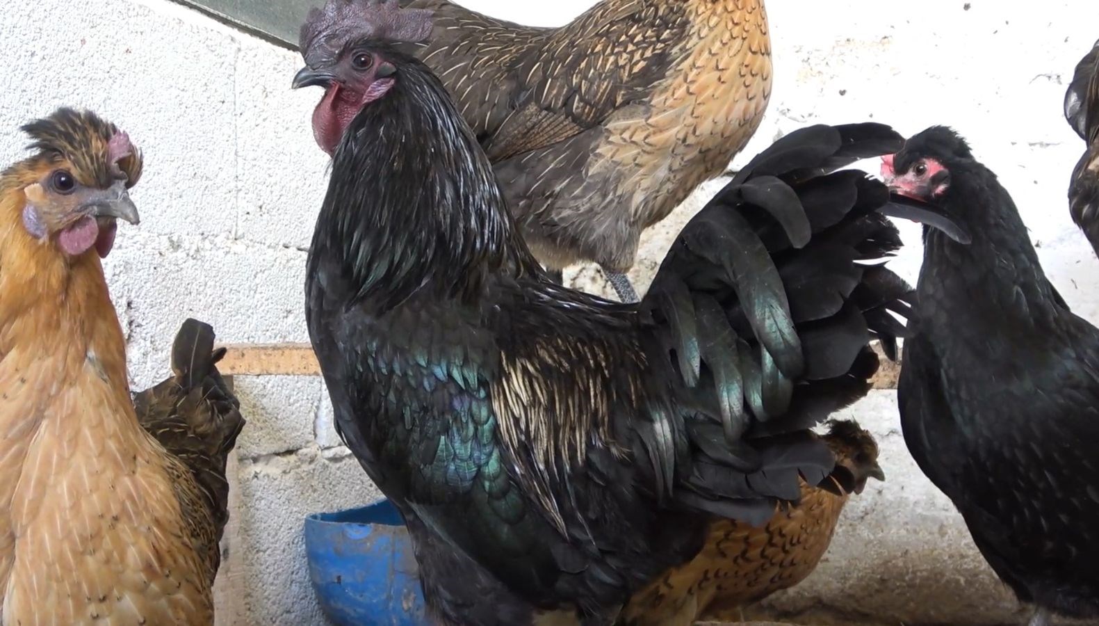 ‘Ayam Cemani’ cinsi horoz ve tavuk görenleri şaşırtıyor: Piyasa fiyatı 17 bin TL ‘Ayam Cemani’ cinsi horoz ve tavuk görenleri şaşırtıyor: Piyasa fiyatı 17 bin TL