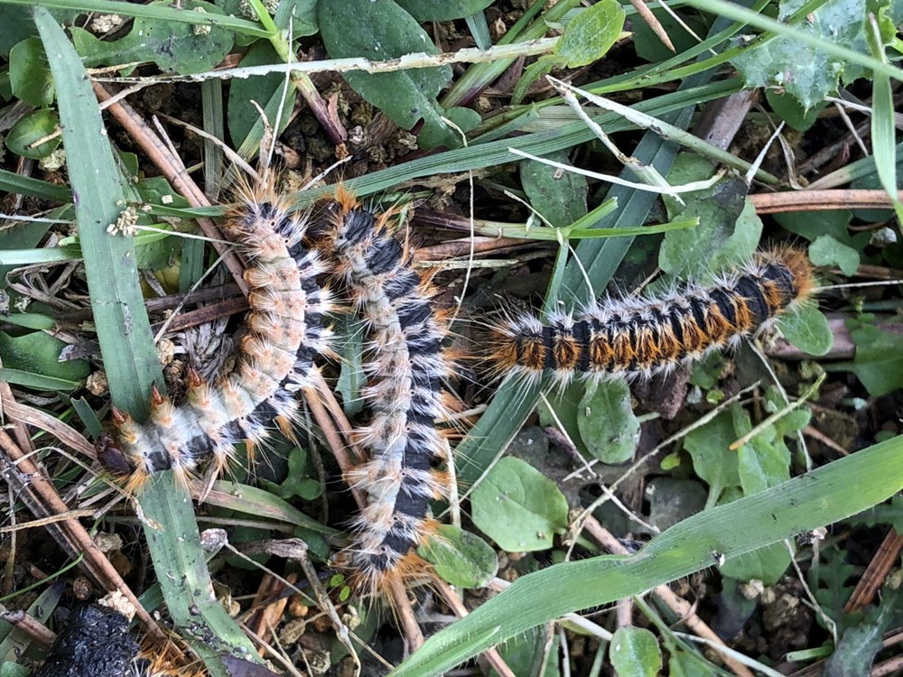 Zombi mantarı İstanbul'da görüldü! İnsanların beynini ele geçirebilir mi? - 9