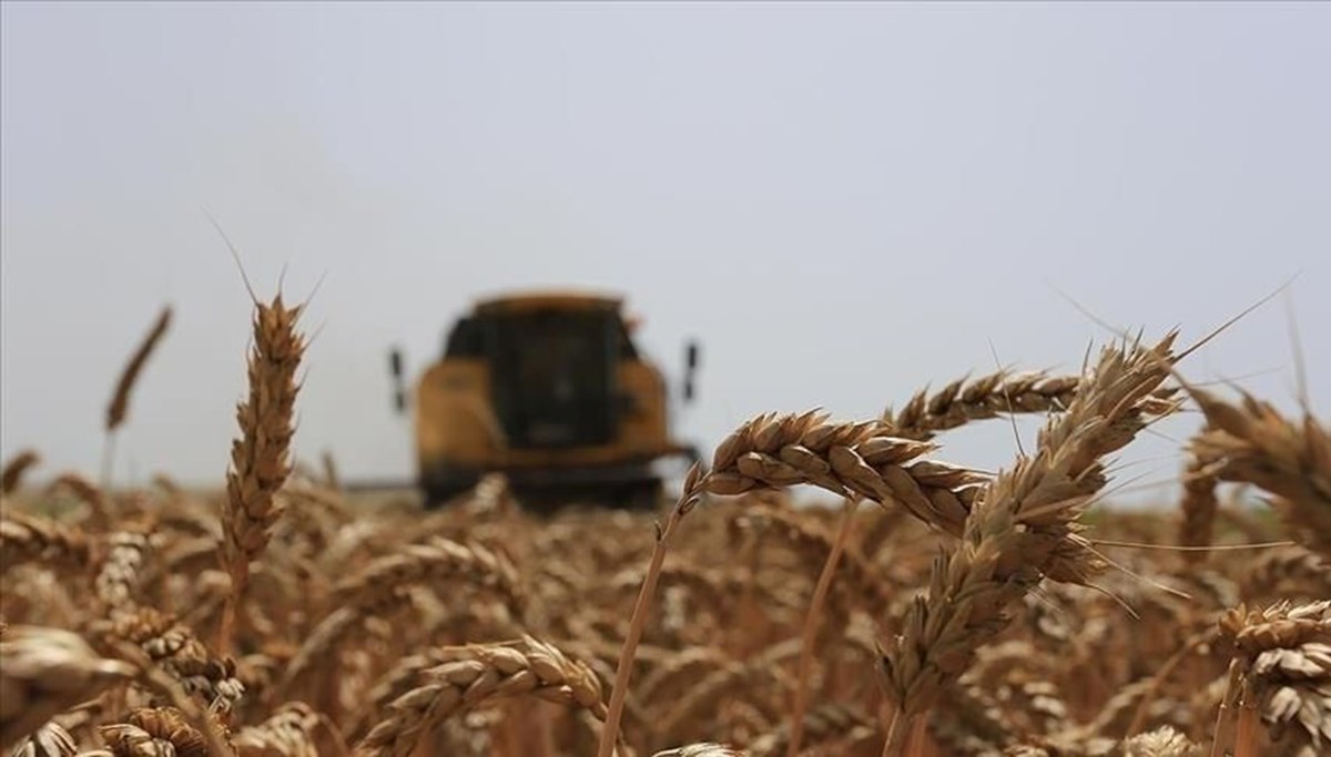 Buğday fiyatları bir yılın zirvesini gördü