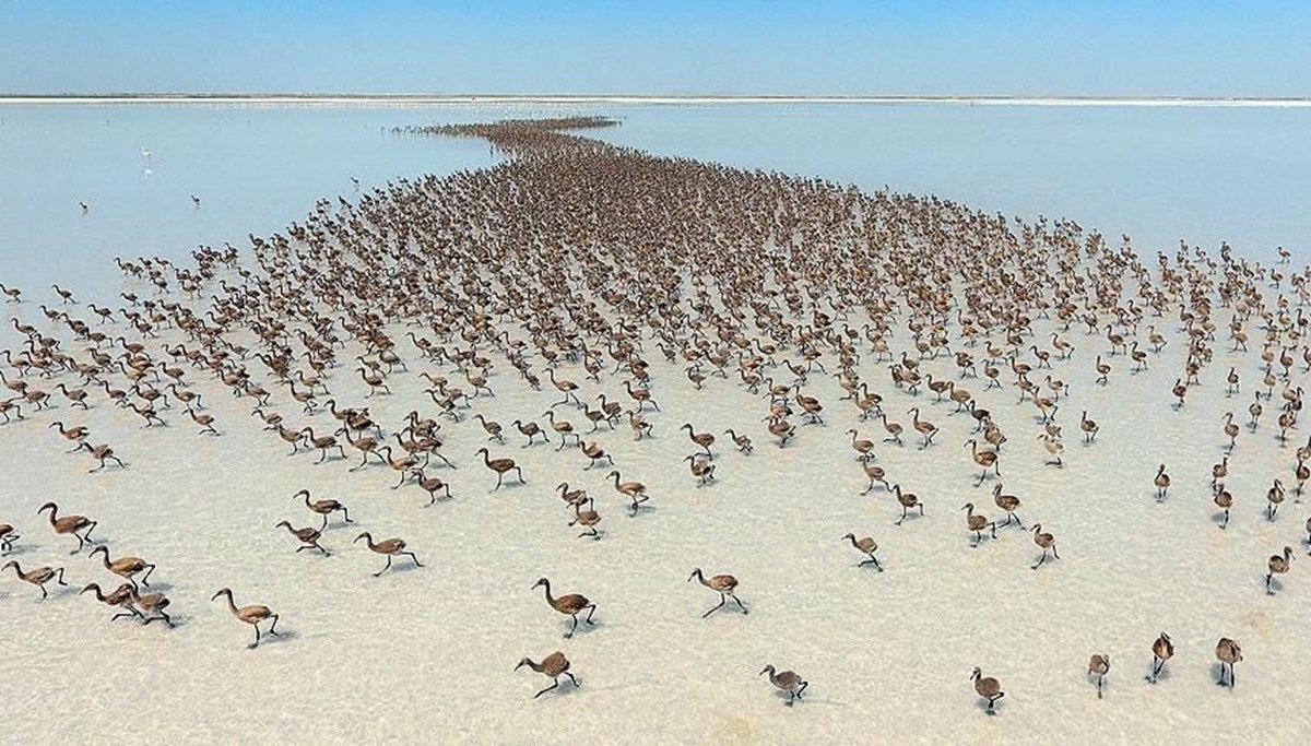 Tuz Gölü flamingo cenneti oldu: 12 binden fazla yavru yumurtadan çıktı Tuz Gölü flamingo cenneti oldu: 12 binden fazla yavru yumurtadan çıktı