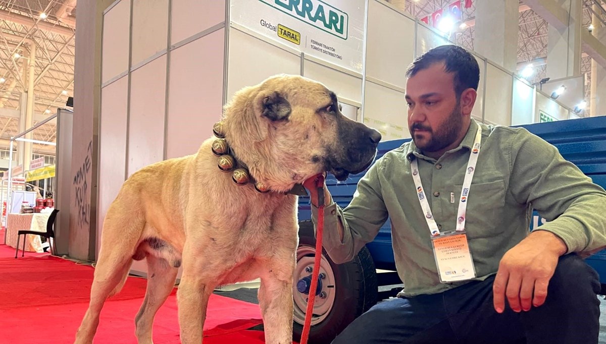 “Kurtboğan” olarak da biliniyor: 100 bin liraya kadar alıcı buluyor “Kurtboğan” olarak da biliniyor: 100 bin liraya kadar alıcı buluyor