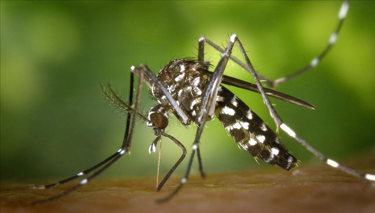 Aedes sivrisinek ısırığı nedir, nasıl geçer? Aedes sivrisinek ısırığı belirtileri nelerdir?