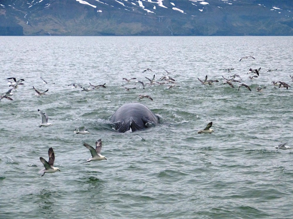 Kuzey Kutbu’nda eriyen buzullar nedeniyle Grönland balinaları evine dönemiyor - 4